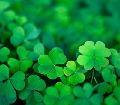 shamrocks shamrocks