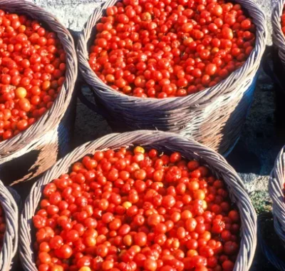 tomato-tasting-santorini-athens-things-to-do-in-greece-jp-220819-6f8ae0